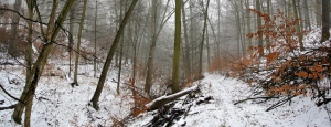 Jelení žlíbek