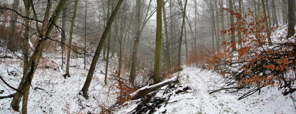 Jelení žlíbek