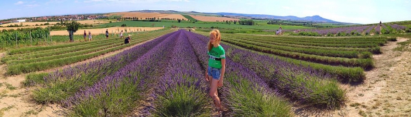 Lavandia – Levandulová farma Starovičky
